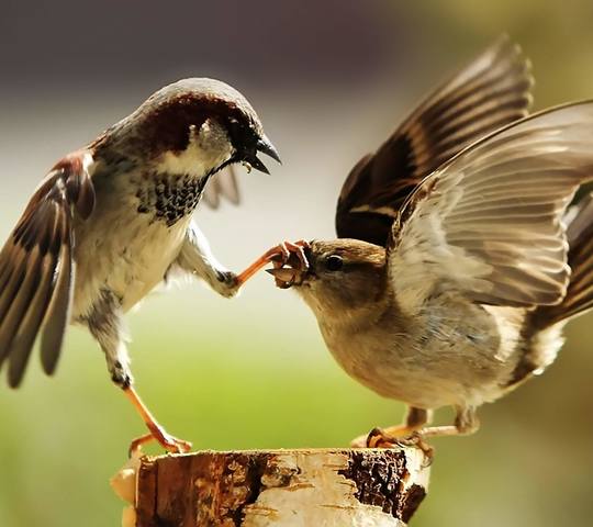 Чайная беседка
