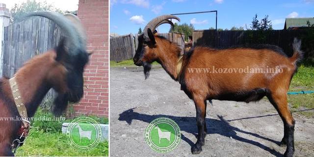 Юсуф отец Герцег ЛПХ Штейнбах Л.А.