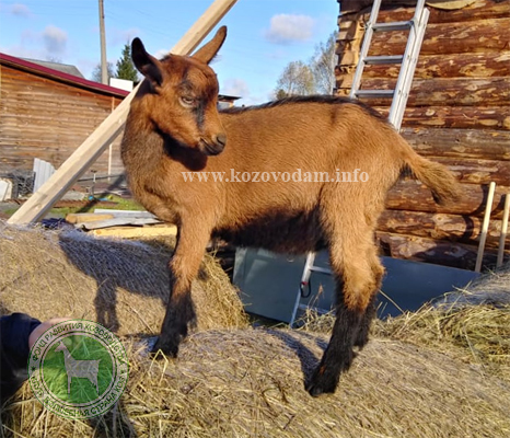 Юсуф 2 ЛПХ Штейнбах Л.А.