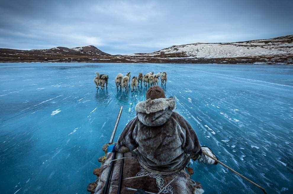 Собачьи упряжки в Гренландии.