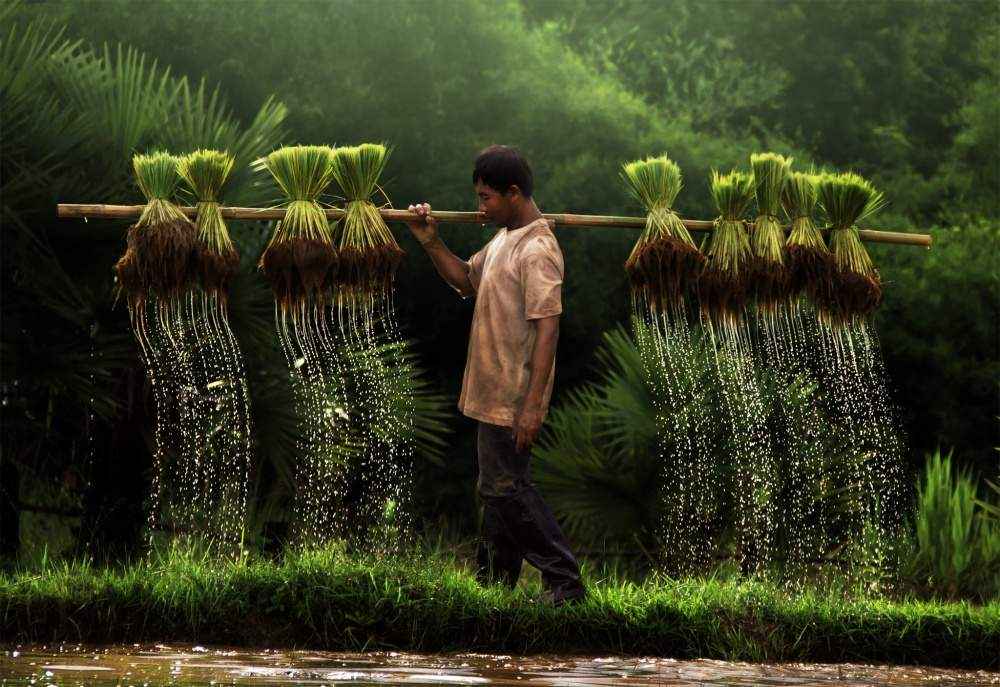 Фермер, Вьетнам.