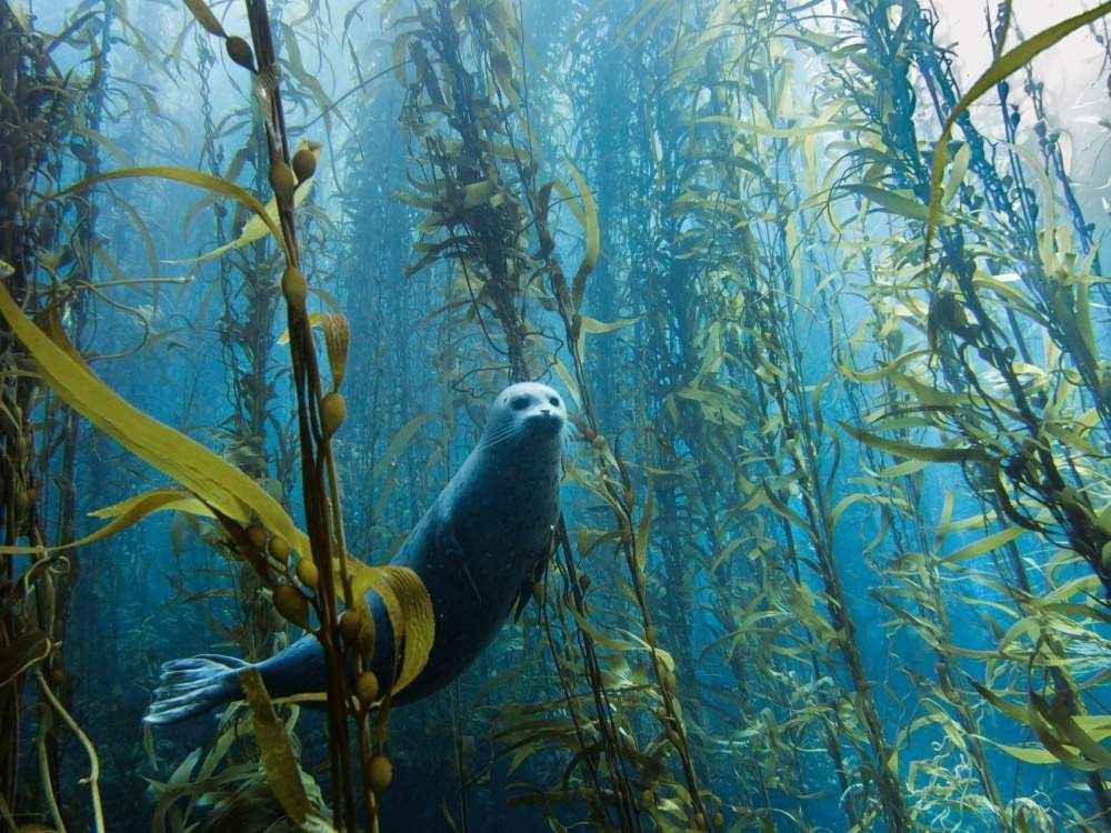 Любопытный тюлень, США.