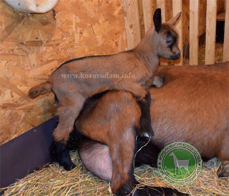 Алиса 1 Марина Родина