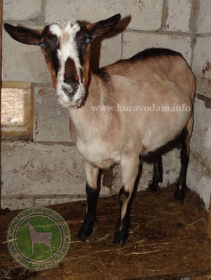 Ласточка 3 Федосеенко Е.В.