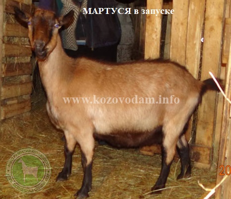 Мартуся 1 Федосеенко Е.В.