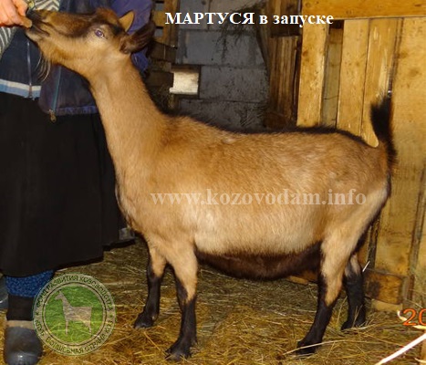 Мартуся 2 Федосеенко Е.В.