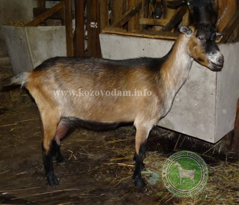 Дымка 1 Федосеенко Е.В.