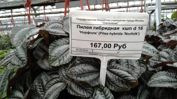 VFL.RU - ваш фотохостинг VFL.RU - ваш фотохостинг