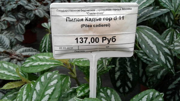VFL.RU - ваш фотохостинг VFL.RU - ваш фотохостинг