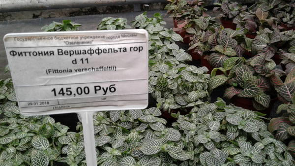 VFL.RU - ваш фотохостинг VFL.RU - ваш фотохостинг