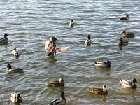 VFL.RU - ваш фотохостинг