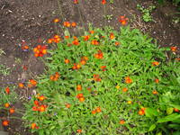 VFL.RU - ваш фотохостинг