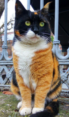 Чайная беседка