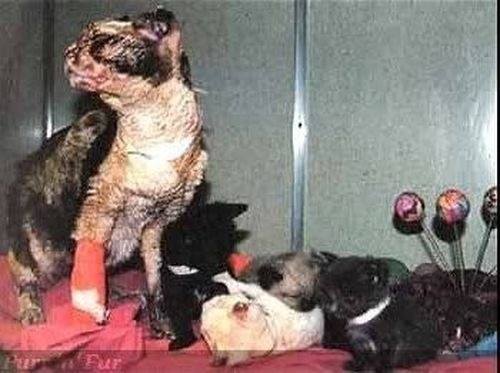 кошка века кошка века