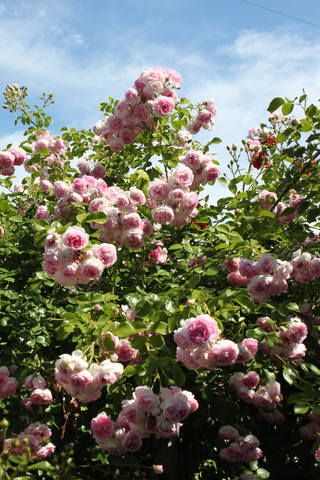 Чайная беседка