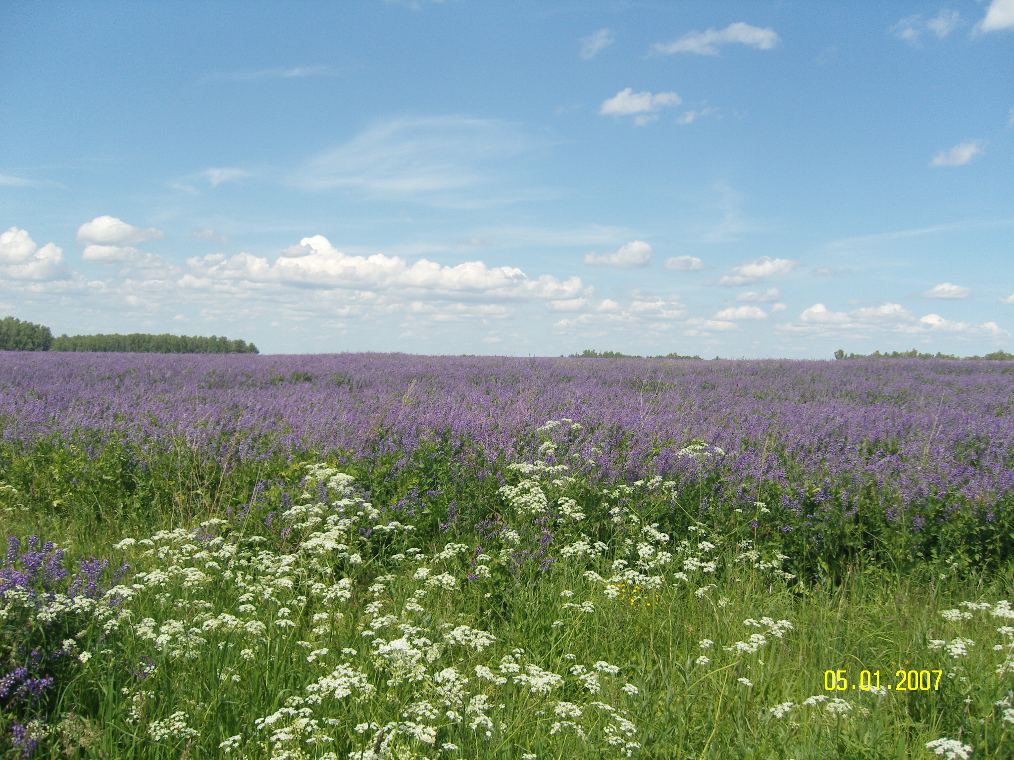 лаванда