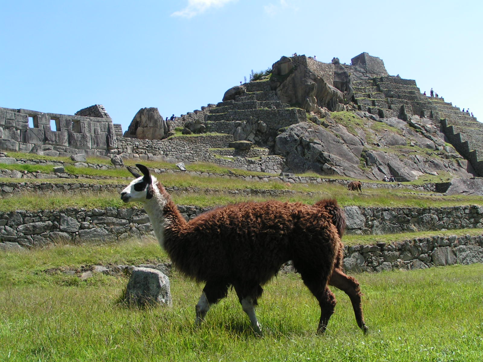 the-lama-is-emblematic-animal-in-peru