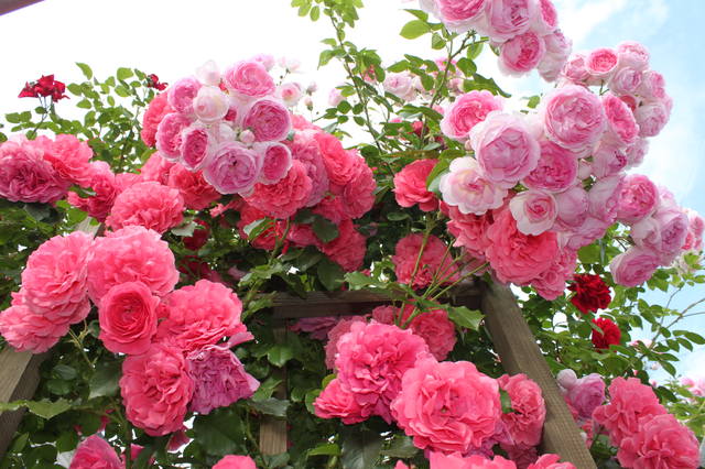 Чайная беседка