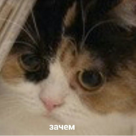 24419312.jpg
