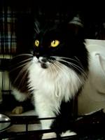 VFL.RU - ваш фотохостинг