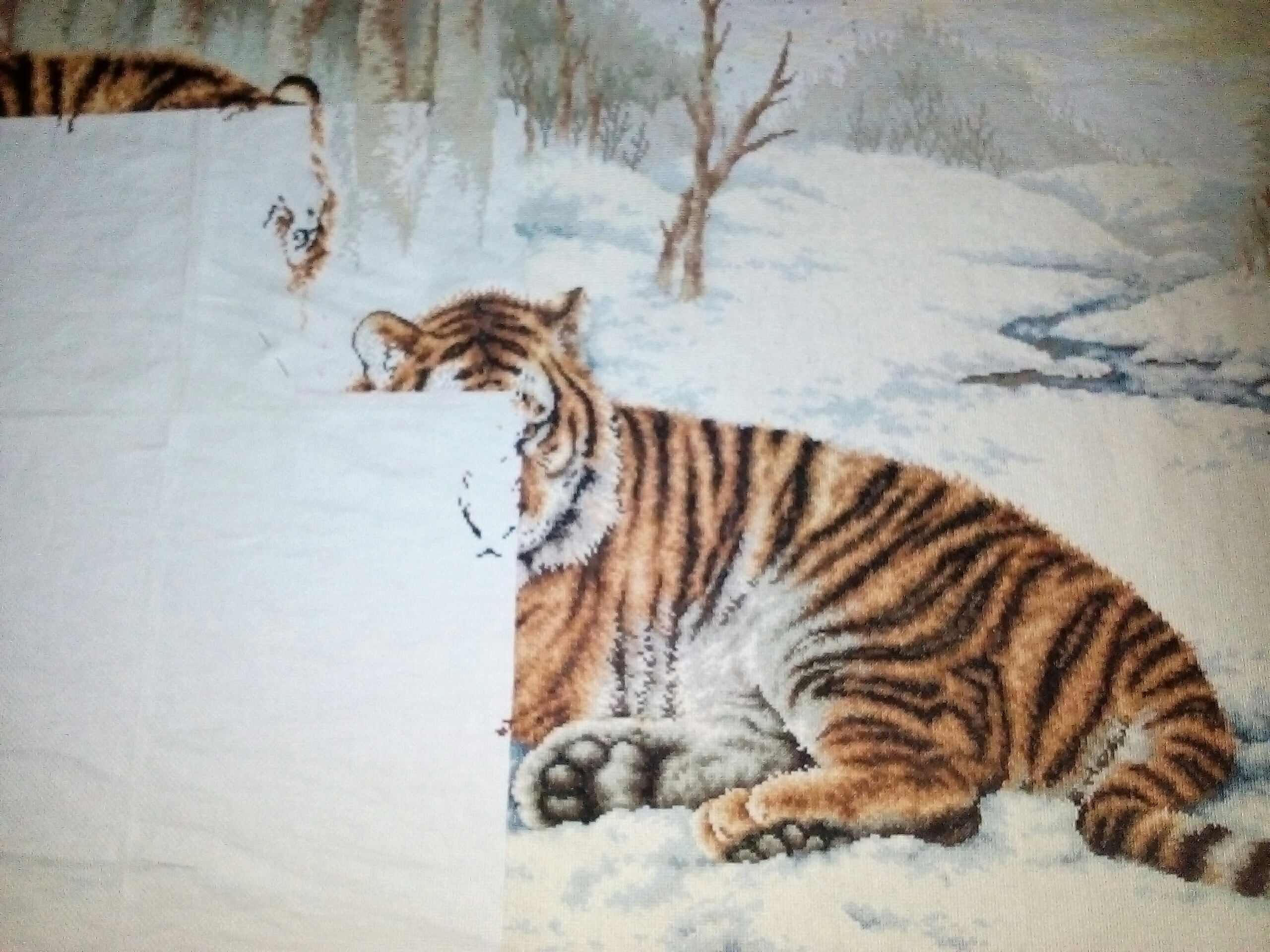 тигры2