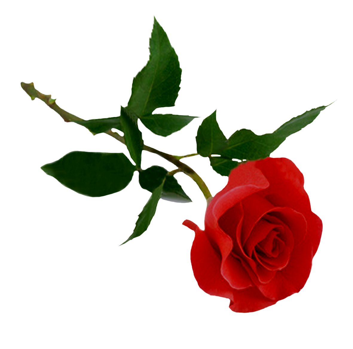 rose PNG649