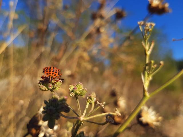 Публикувано изображение