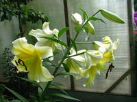 VFL.RU - ваш фотохостинг