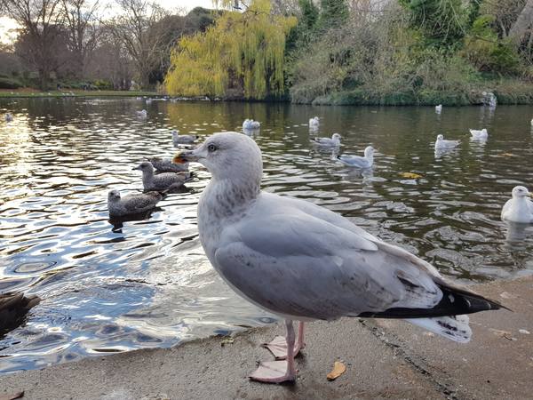 Публикувано изображение