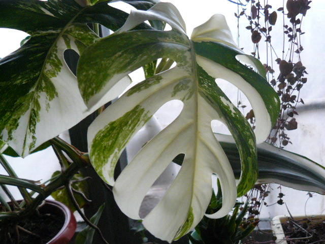 http://images.vfl.ru/ii/1544514948/0443f480/24555737_m.jpg