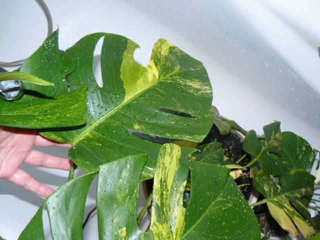 http://images.vfl.ru/ii/1544515048/7c1fcaca/24555763_m.jpg