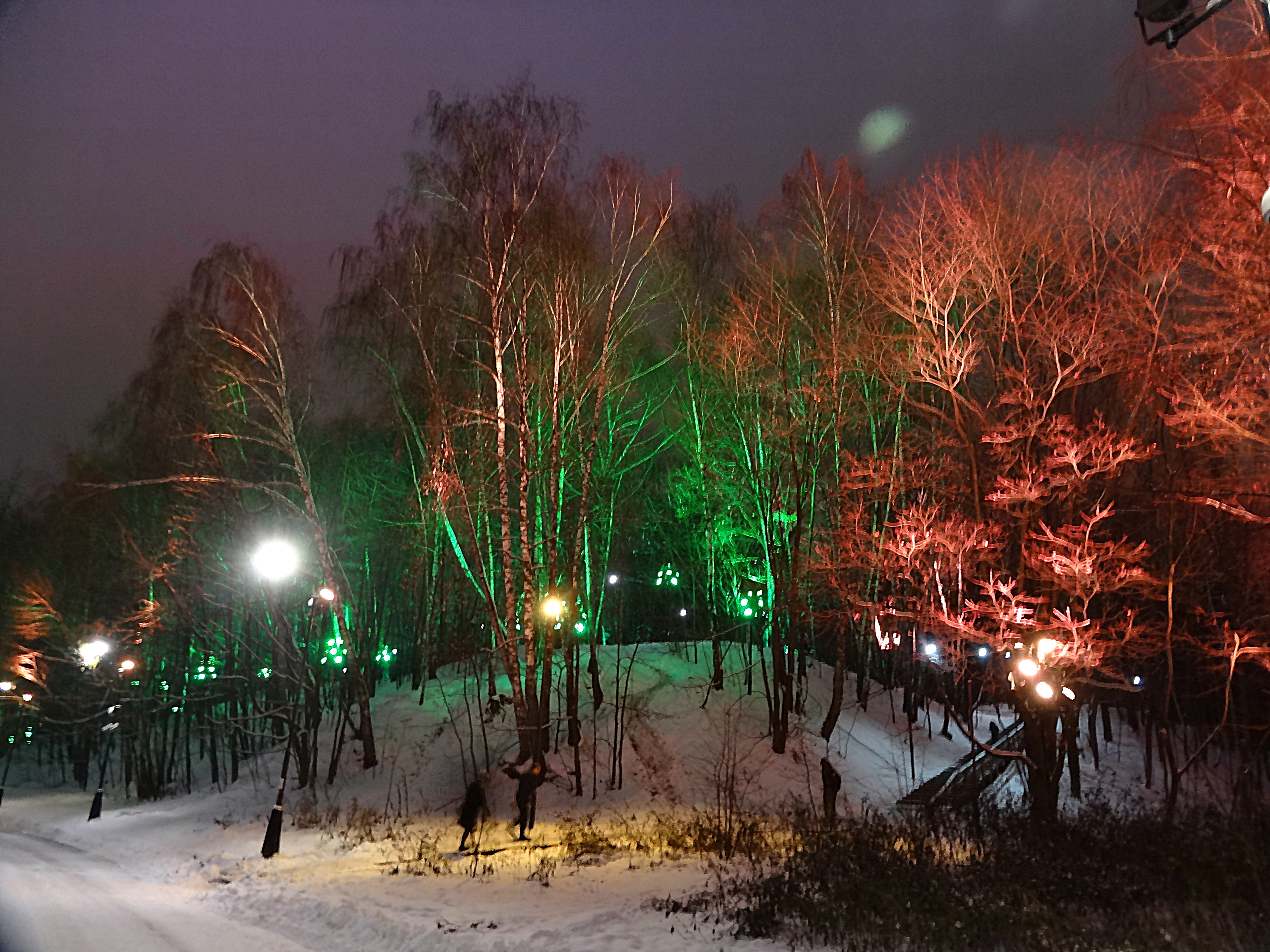 Деревья на аллее вдоль набережной. Фото Морошкина В.В.