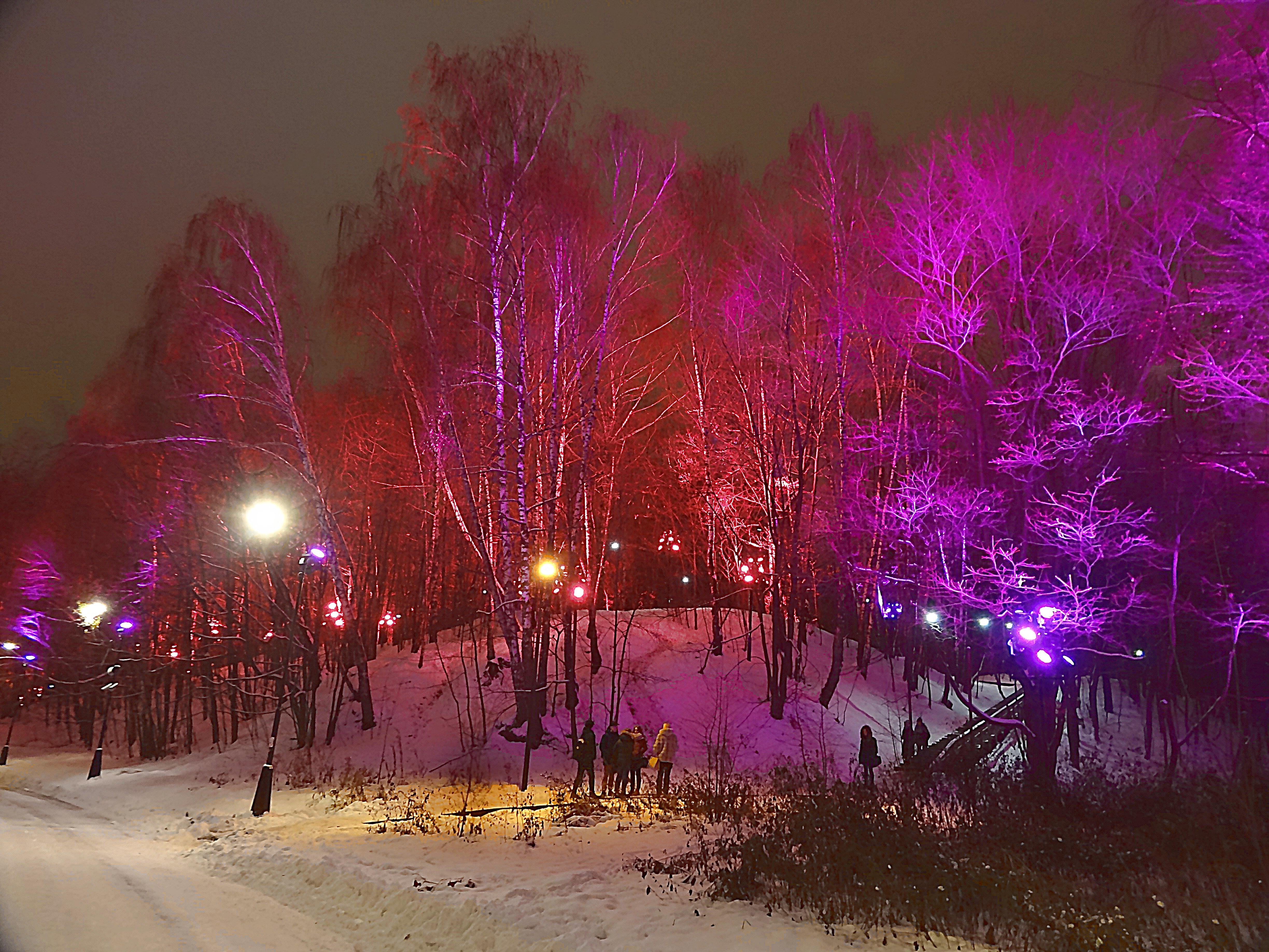 Деревья на аллее вдоль набережной. Фото Морошкина В.В.