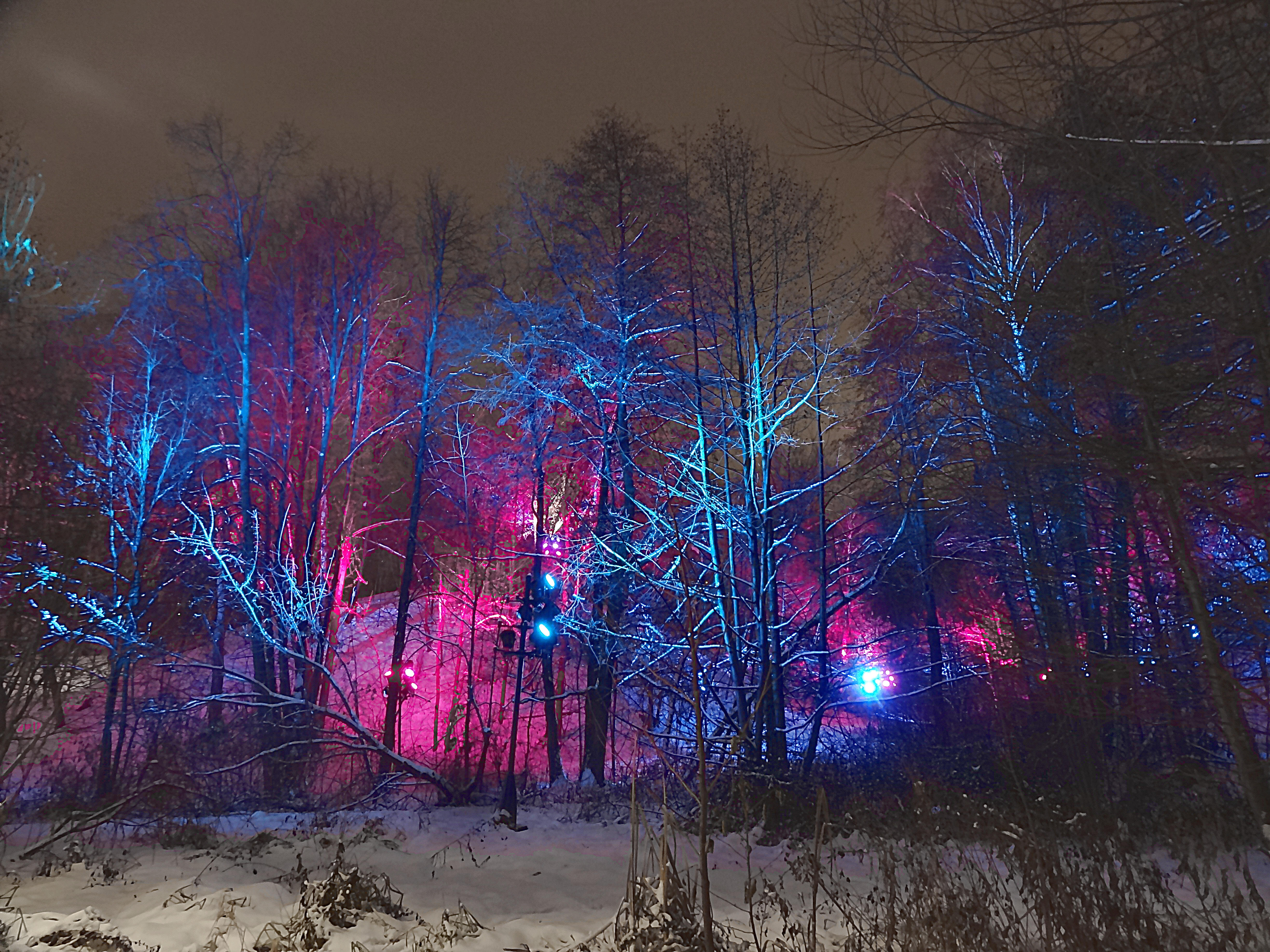 Разноцветная подсветка леса на Воробьёвых горах. Фото Морошкина В.В.