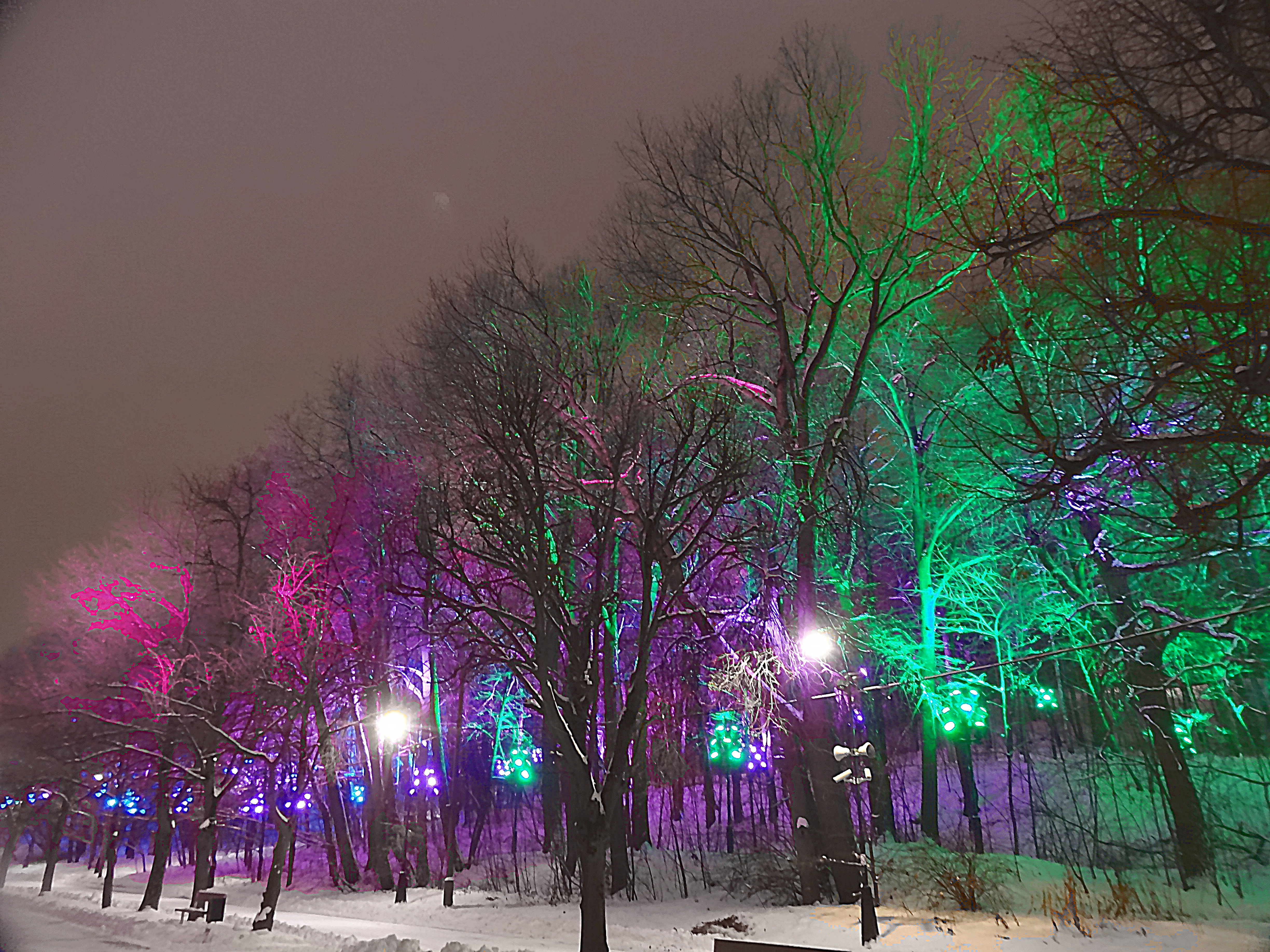 Аллея с подсветкой деревьев. Фото Морошкина В.В.