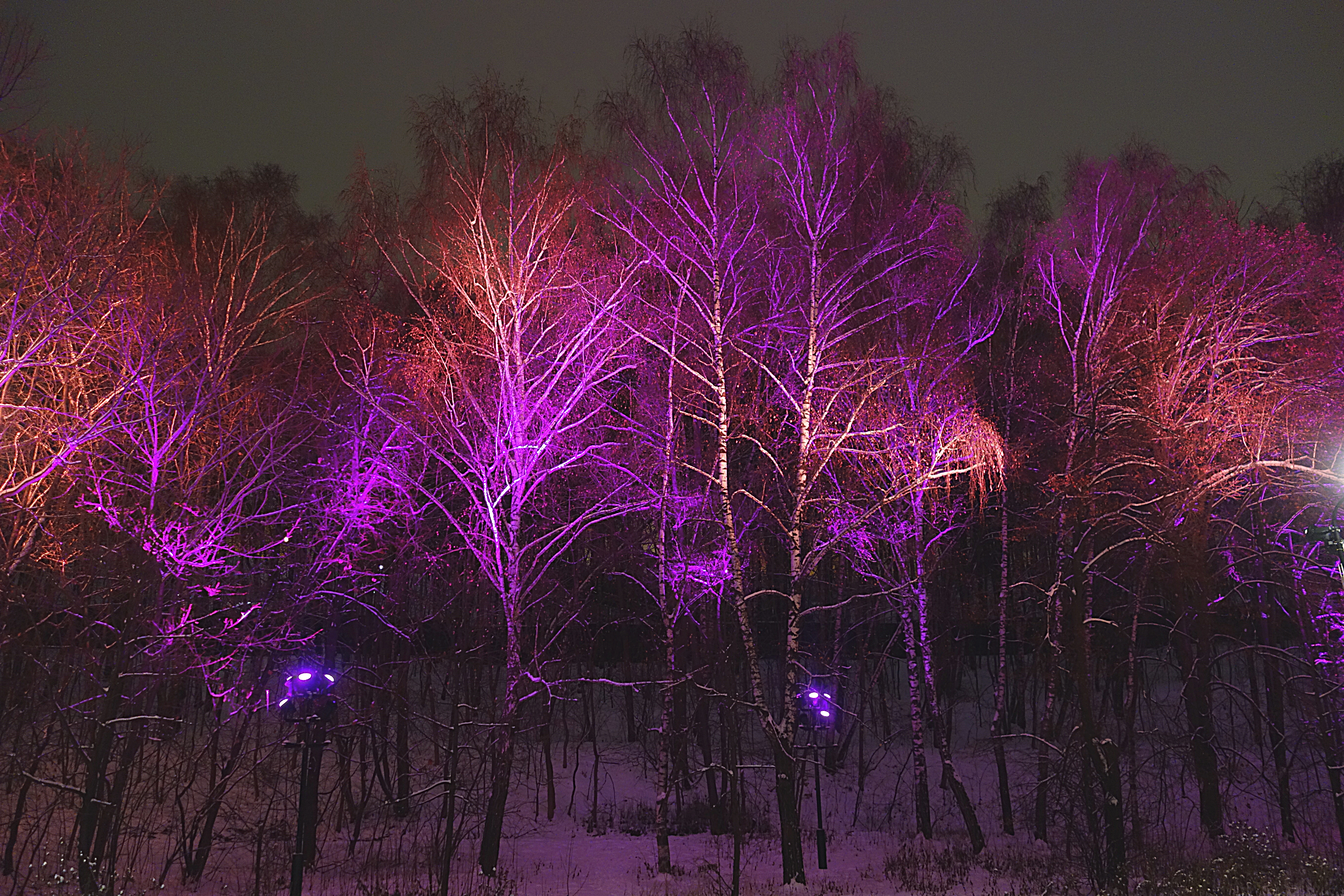 Сказочный лес на Воробьёвых горах. Фото Морошкина В.В.