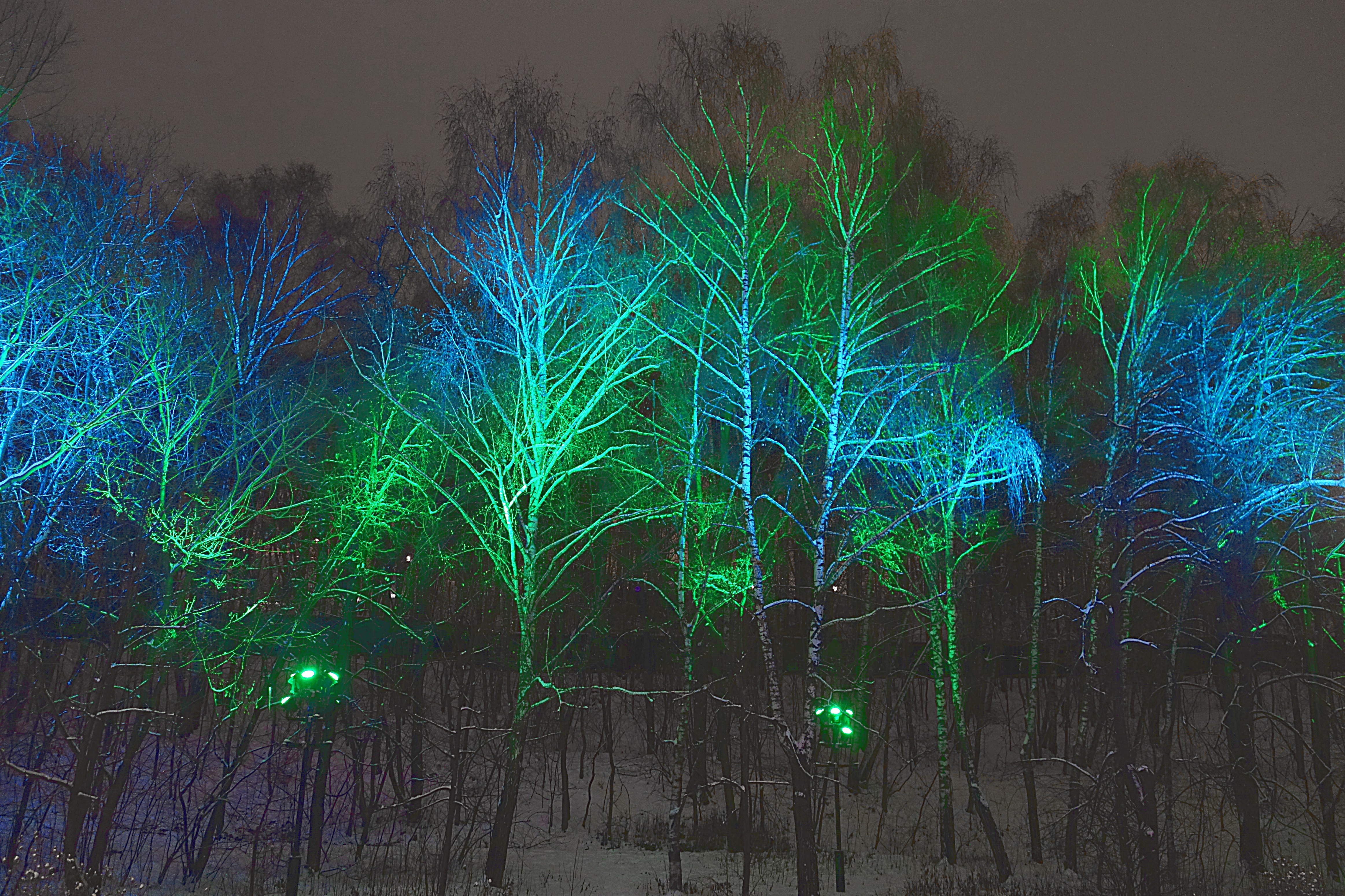 Сказочный лес на Воробьёвых горах. Фото Морошкина В.В.