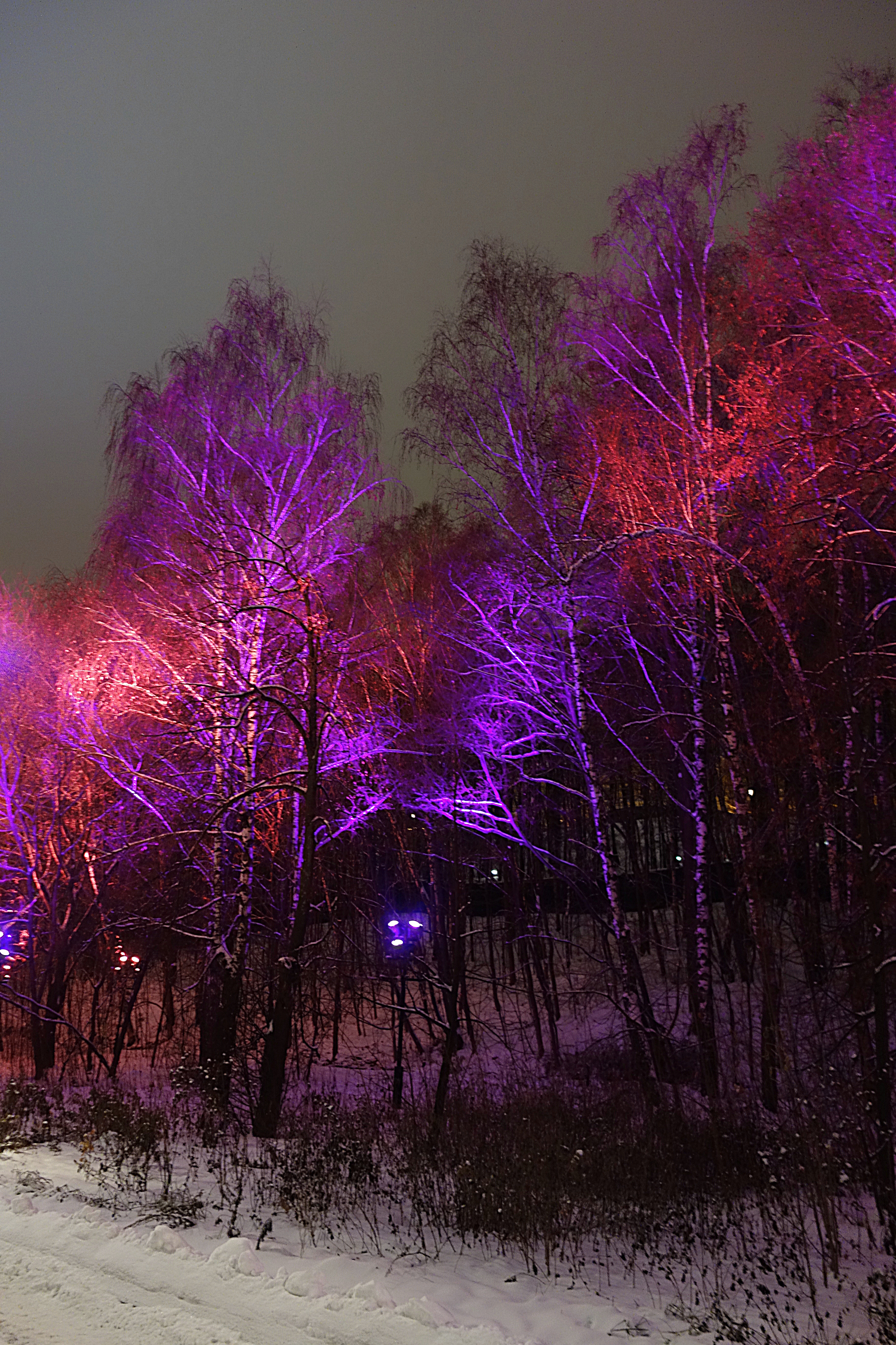 Разноцветная подсветка деревьев. Фото Морошкина В.В.