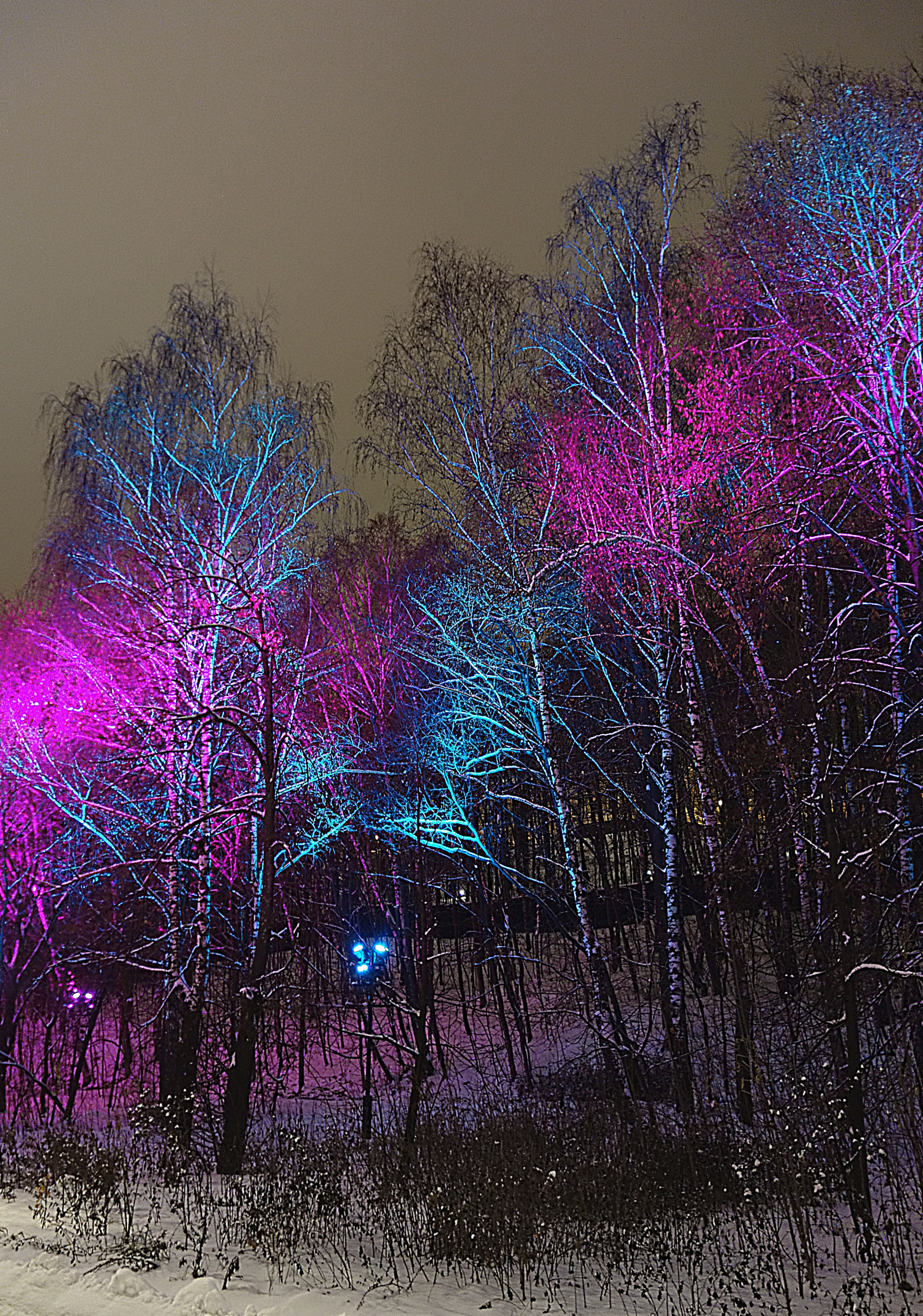 Разноцветная подсветка деревьев. Фото Морошкина В.В.