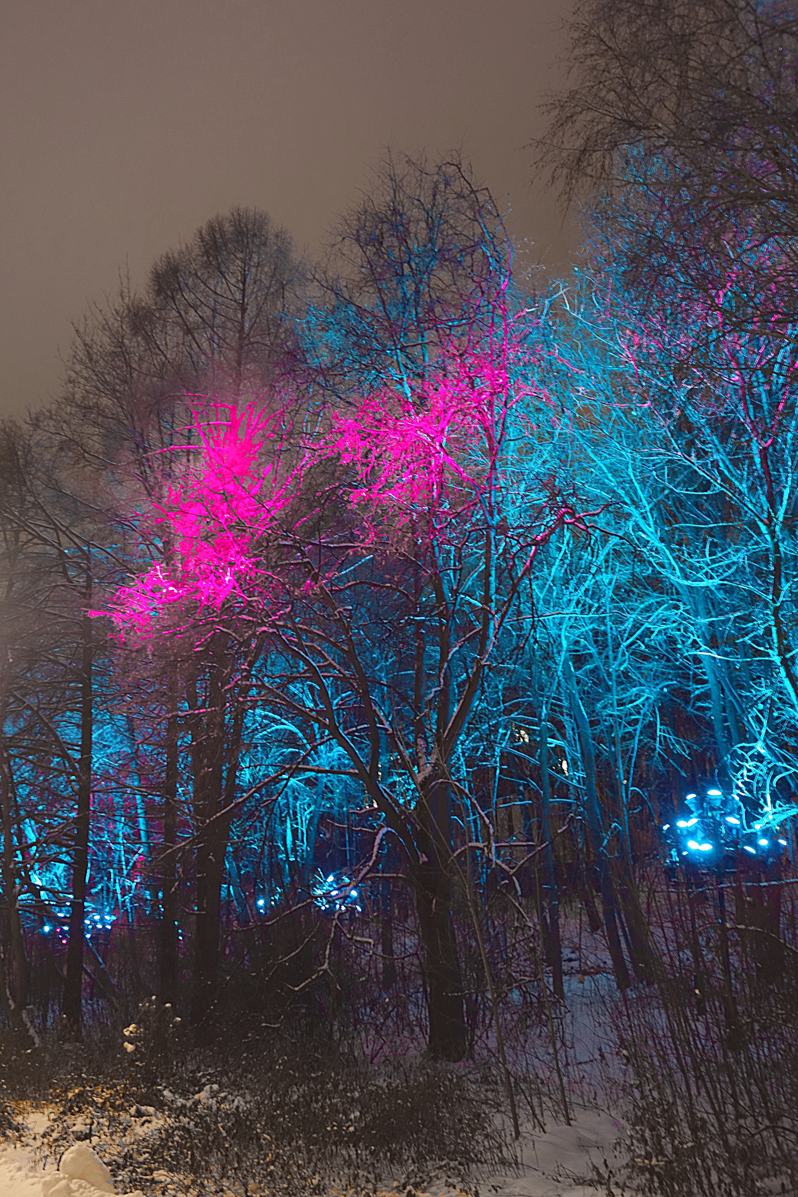 Разноцветная подсветка деревьев. Фото Морошкина В.В.