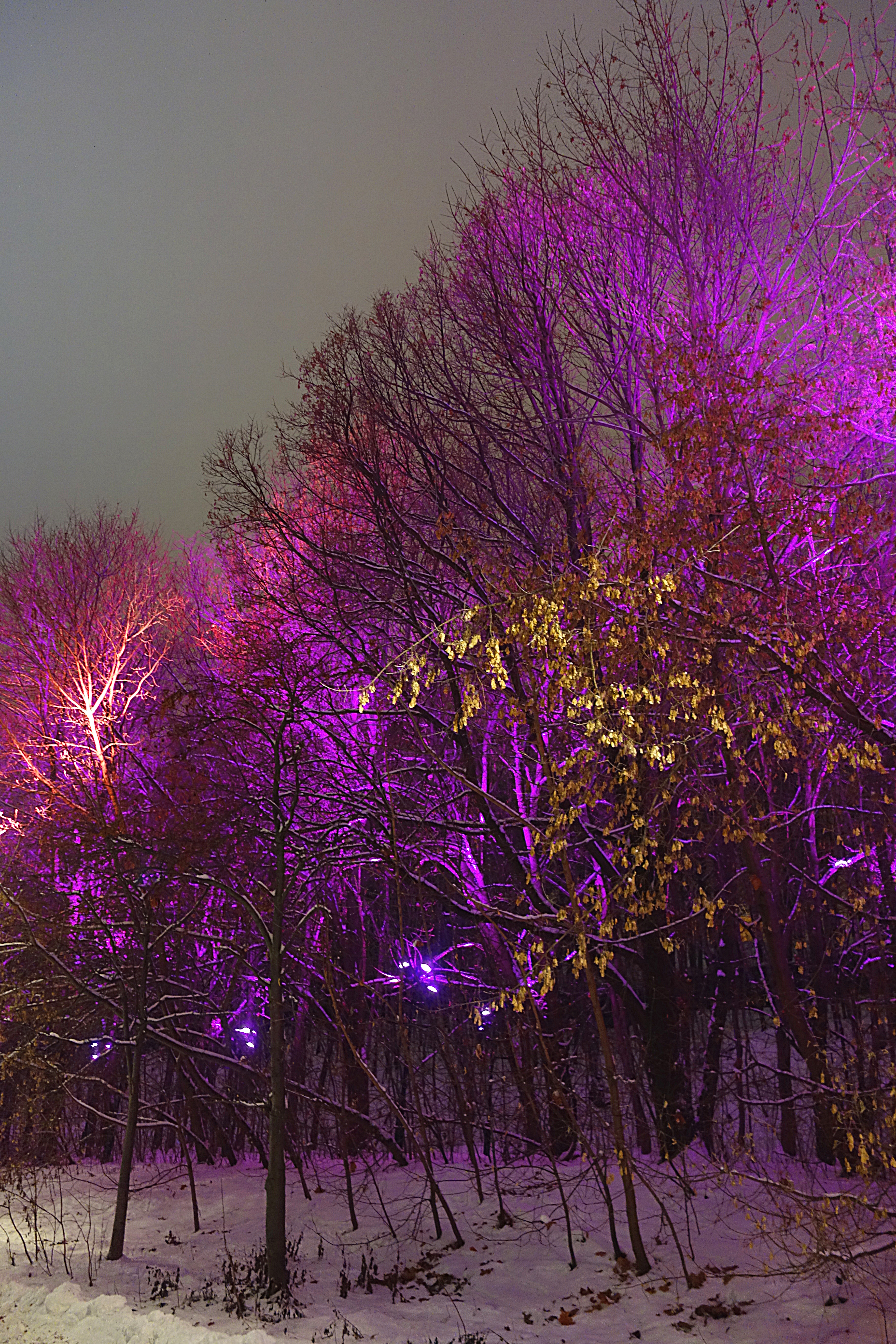Цветная подсветка деревьев. Фото Морошкина В.В.