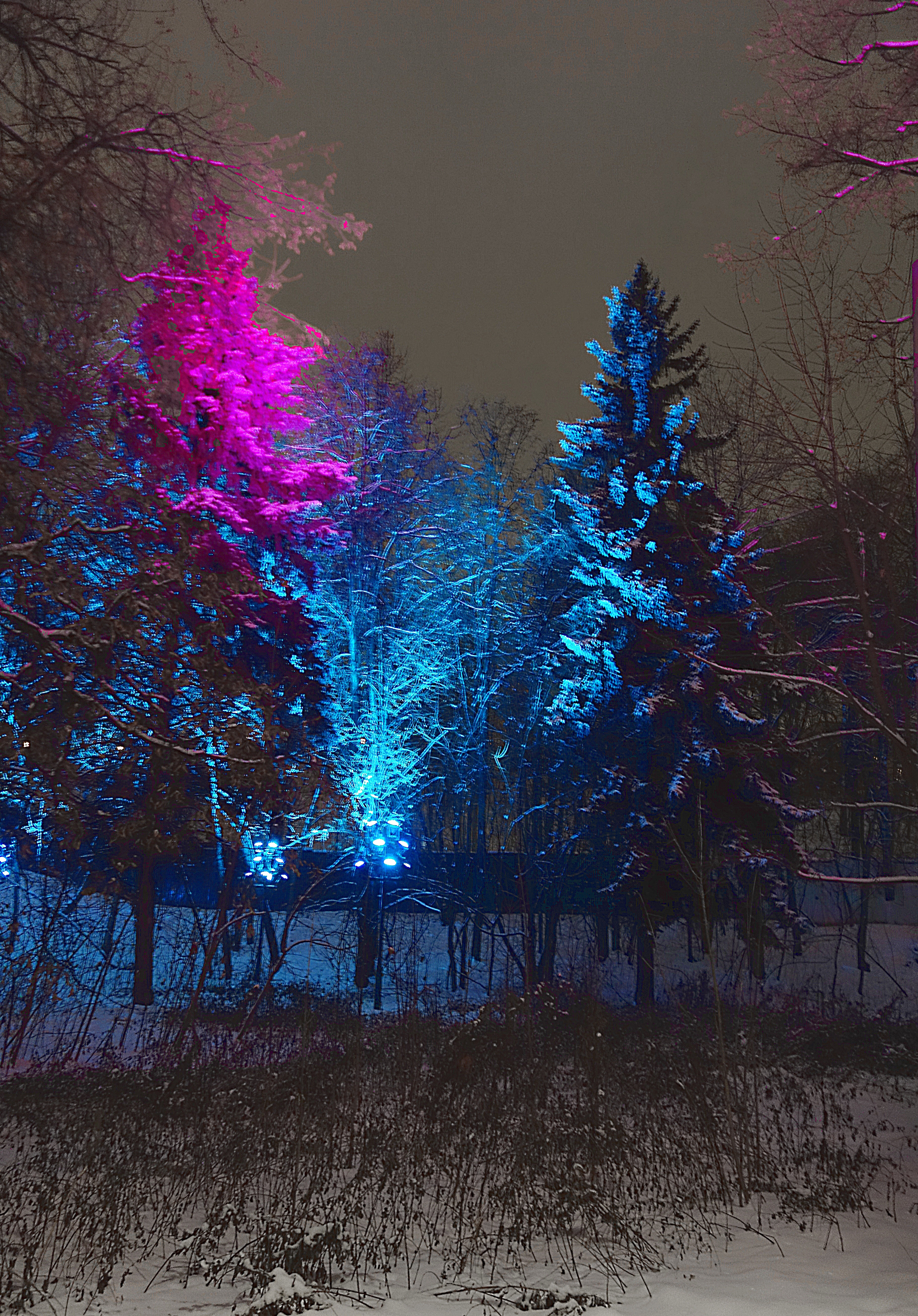 Разноцветные ели в лесу. Фото Морошкина В.В.