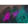 Разноцветная подсветка деревьев. Фото Морошкина В.В.