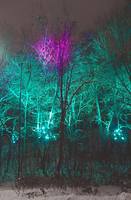 Разноцветная подсветка леса. Фото Морошкина В.В.
