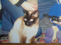 VFL.RU - ваш фотохостинг