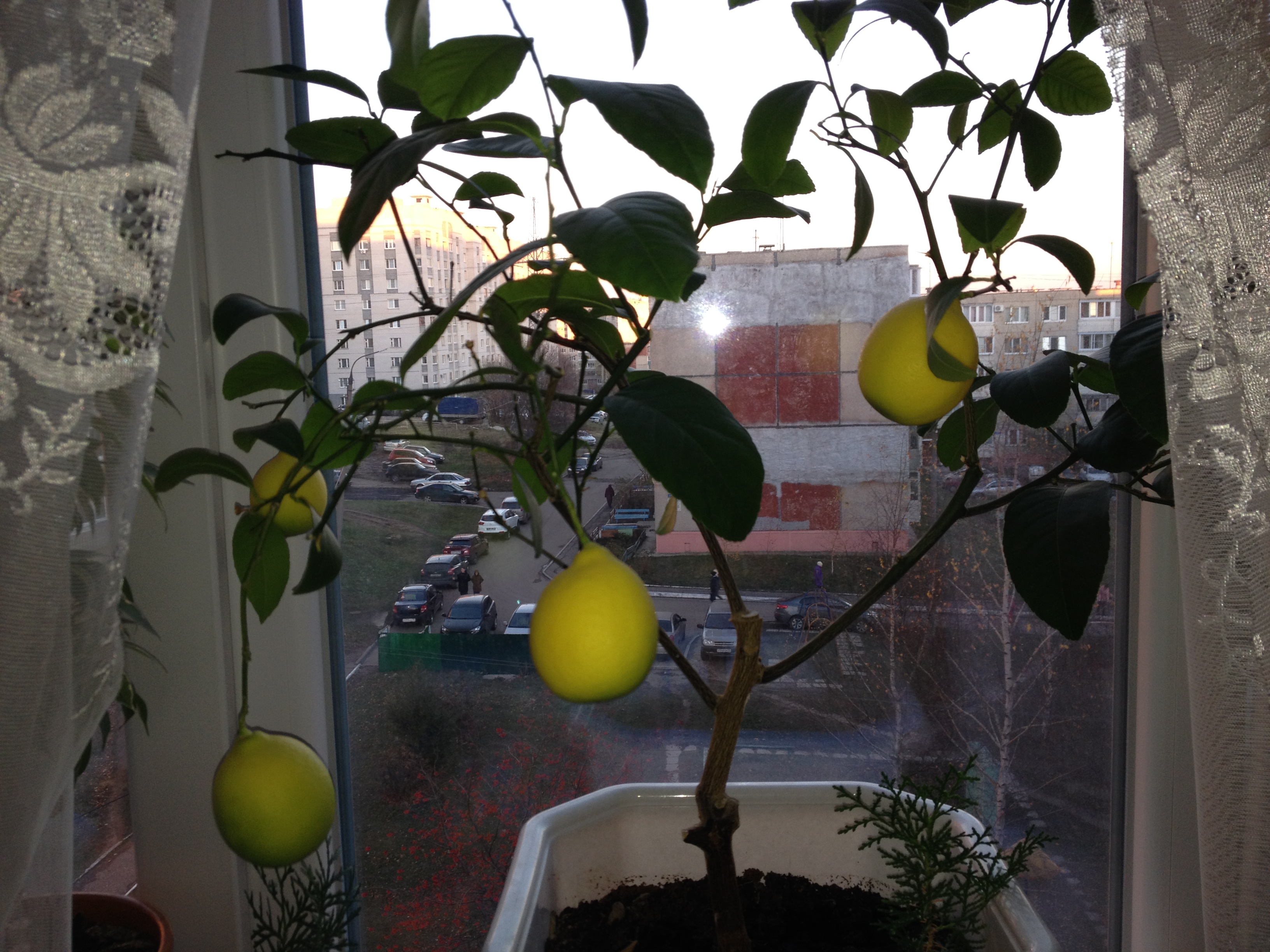 лимоны 18