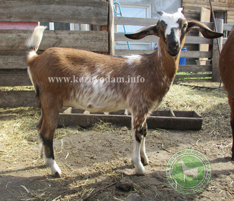 Картинка 1 Nudnaya