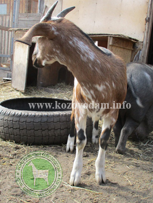 Картинка 3 Nudnaya