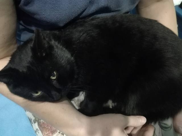 Кошки в нашей жизни. Кошки и все, что с ними связано. Кошки в нашей жизни. Кошки и все, что с ними связано.