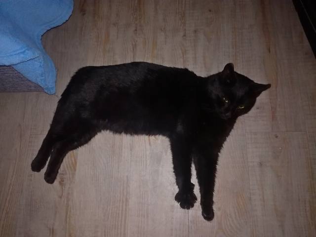 Кошки в нашей жизни. Кошки и все, что с ними связано. Кошки в нашей жизни. Кошки и все, что с ними связано.